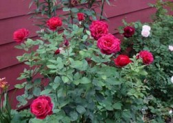 Teahibrid rózsa / Mr. Lincoln